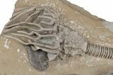 Fossil Crinoid Plate (Three Species) - Crawfordsville, Indiana #215821-4